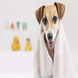 dog cat pet towels bathrobes